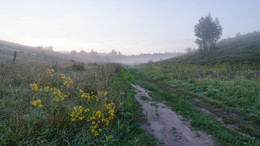 Foggy morning / ***
