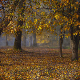 Autumn Park / ***