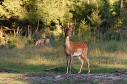 Doe / ***