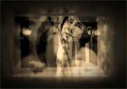 Narcissus / ***
