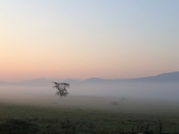 Nebliger Morgen / ***