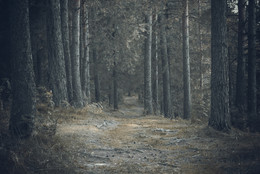 Wald / ***