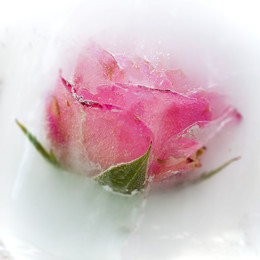  / That which we call a rose by any other name would smell as sweet