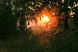 Abendsonne / ***