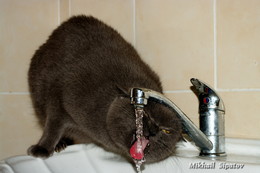 Watering place / ***