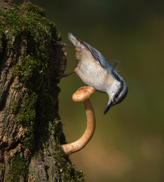 Forest life / .....