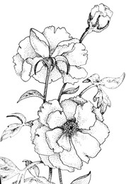 Flowers / ***