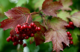 Autumn / ***