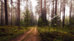 Morning in the September woods / ***