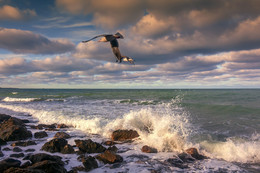 Flight / ***