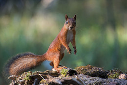 Squirrel / .....