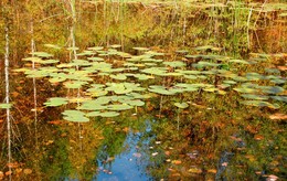 Reflexion der Herbst / ***