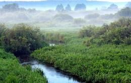 Morning fog / ***