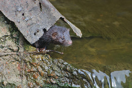 Unter dem Dach seines Hauses / ***