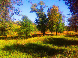 September Forest / ***