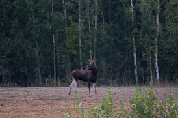 Pashkevich68 / Pashkevich68