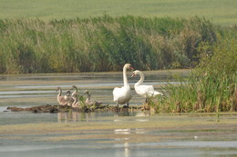 Family. / ***