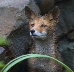 Anxious Morgen / ***