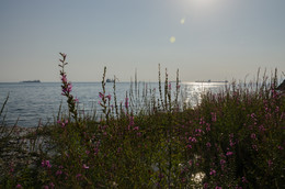 Sea / ***