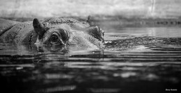 Hippopotamus / ***