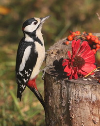 Woodpecker / ***