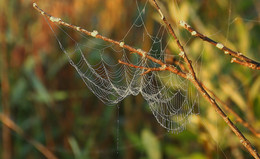 Herbst / ***