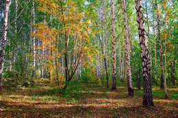 Autumn colors of nature. / ***