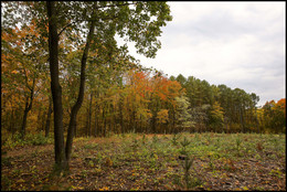 in den herbstlichen Wald / ***