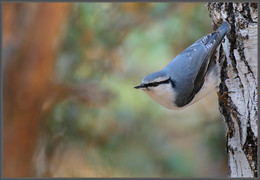 in the autumn forest / ***