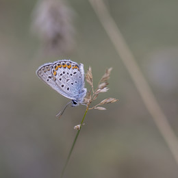 Kupfer-Schmetterling / ***