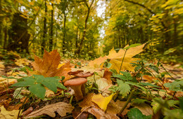 Autumn / ***