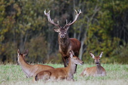 Pashkevich68 / Pashkevich68