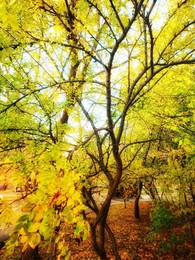 The smell of autumn / ***