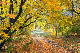 The smell of autumn / ......