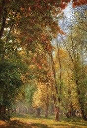 The smell of autumn / ***