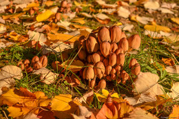The smell of autumn / ***