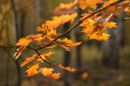 The smell of autumn / ***