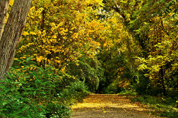 The smell of autumn / ***