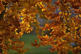 The smell of autumn / ***
