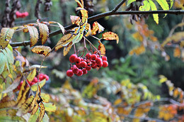 The smell of autumn / ***