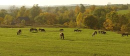 The smell of autumn / ***