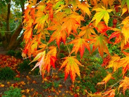The smell of autumn / ***