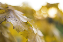 The smell of autumn / ***