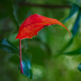 Der Geruch des Herbstes / ***