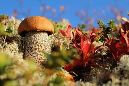 The smell of autumn / ***