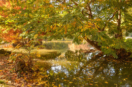 Autumn / ***