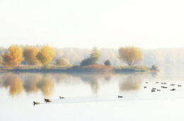Foggy morning golden autumn / ***