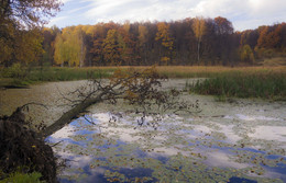 Walk in goldenen Herbst / ***