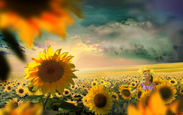 Sunflowers / ***