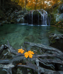 gold autumn / ***